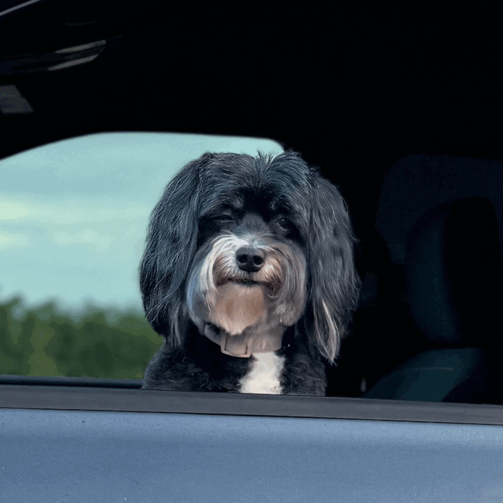 Small image of Gail and Darin's dog. A black and white furry dog sitting in their truck at a vineyard.
