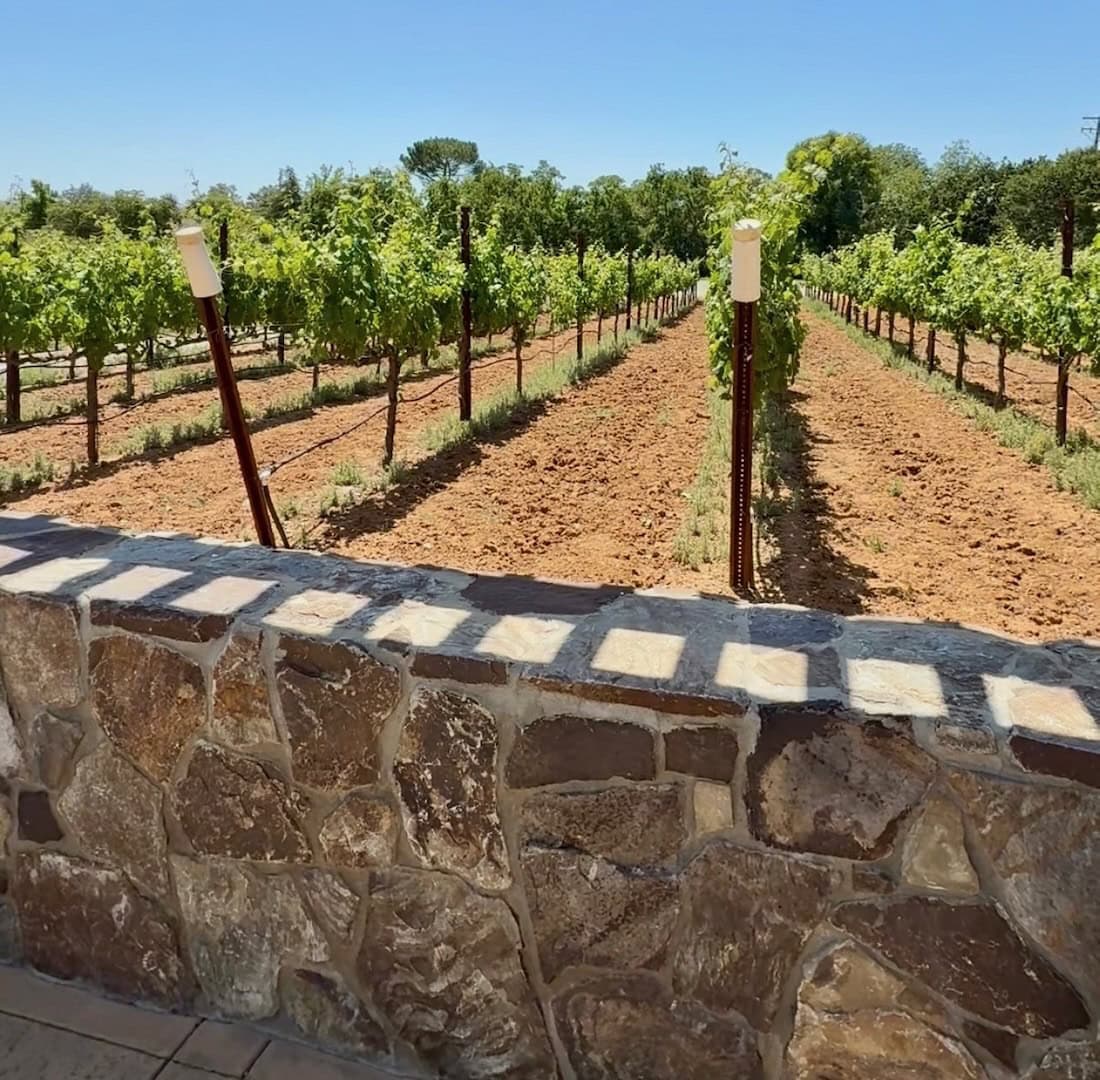 Grapes on property